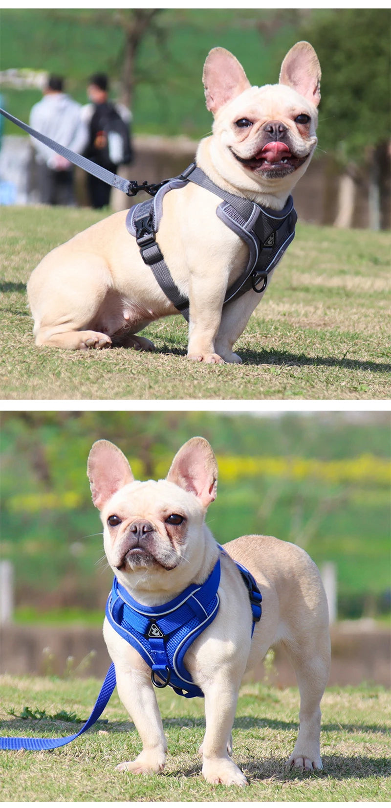 Conjunto de trela de chicote de fios do cão colete ajustável para pequeno gato