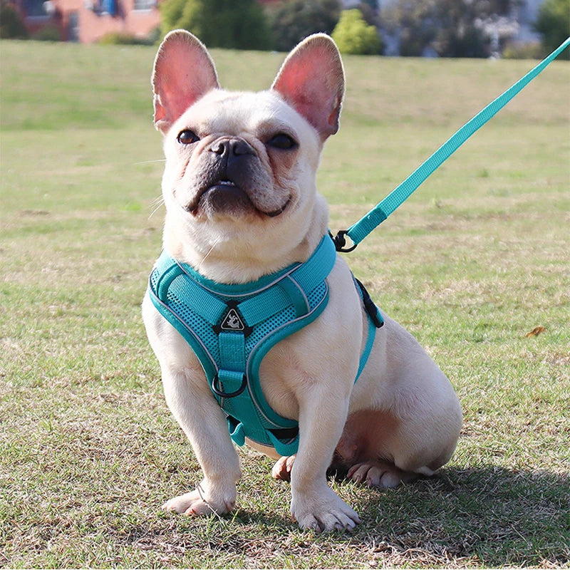 Conjunto de trela de chicote de fios do cão colete ajustável para pequeno gato