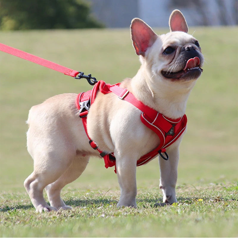 Conjunto de trela de chicote de fios do cão colete ajustável para pequeno gato