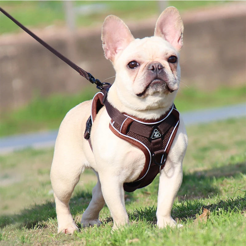 Conjunto de trela de chicote de fios do cão colete ajustável para pequeno gato